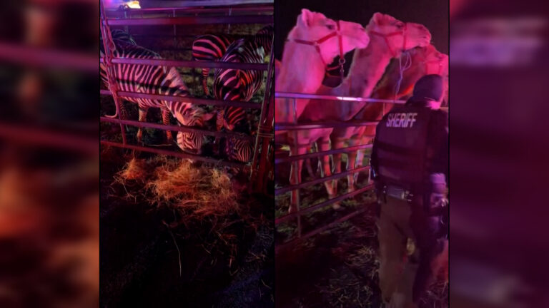 ΗΠΑ: Ζώα τσίρκου διασώθηκαν από πυρκαγιά σε τρέιλερ (video)