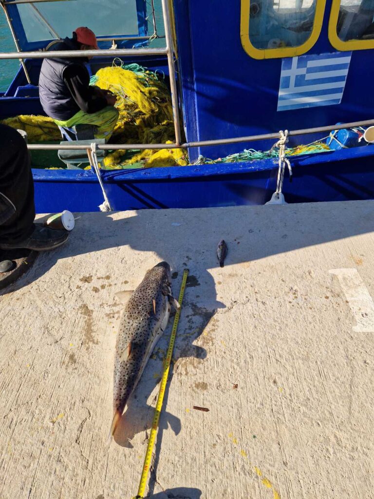 Ηράκλειο: Ολόκληρες ψαριές από λαγοκέφαλους ακόμη και σε μέγεθος γίγας βγάζουν οι αλιείς της Κρήτης (βίντεο)
