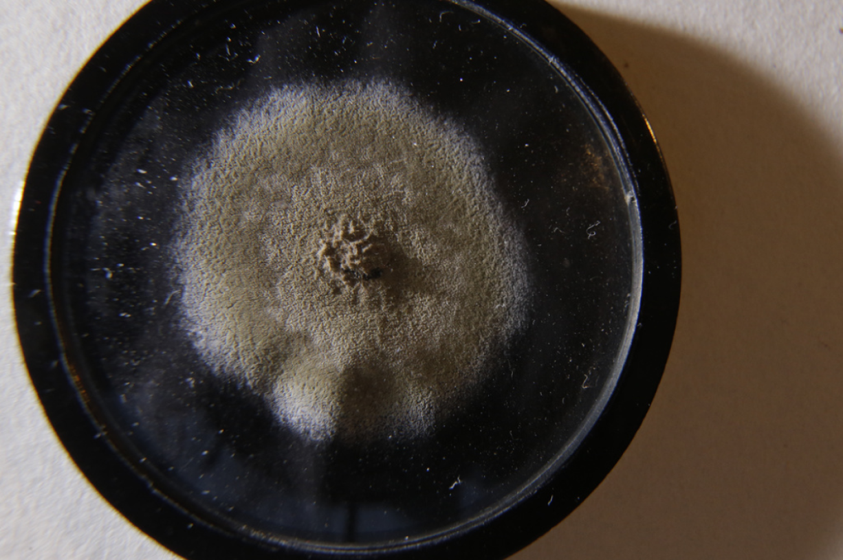 mold