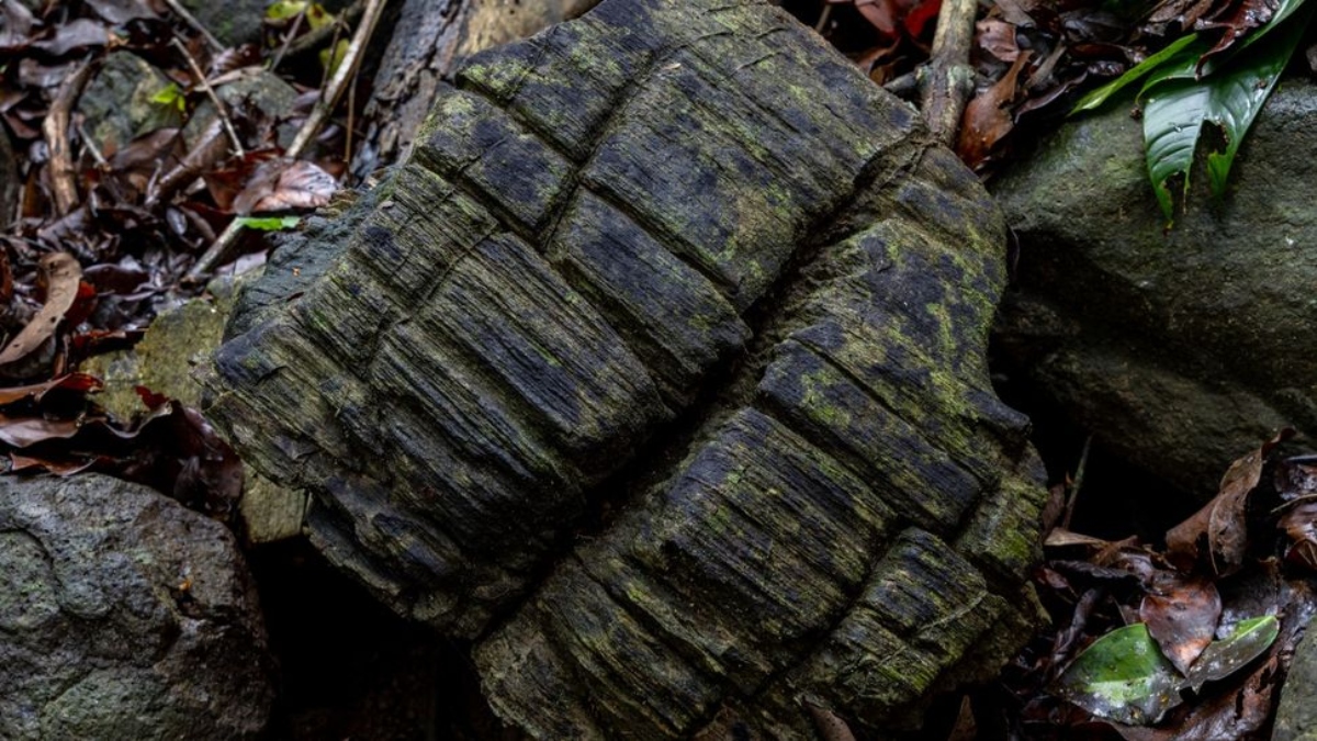 Παναμάς: Ανακαλύφθηκε απολιθωμένο μαγκρόβιο δάσος 23 εκατομμυρίων ετών