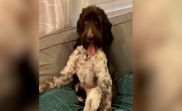 Σκύλος έφαγε 4.000 δολάρια από το αφεντικό του