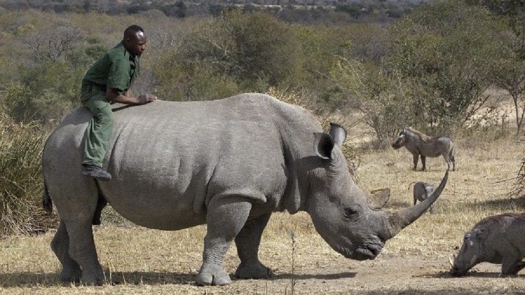 white-rhino