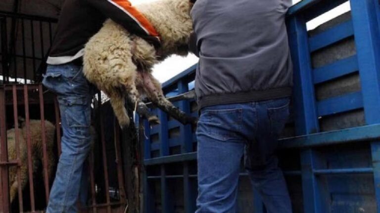 Κρήτη: Σύλληψη 12 ατόμων και κατάσχεση 416 αιγοπροβάτων