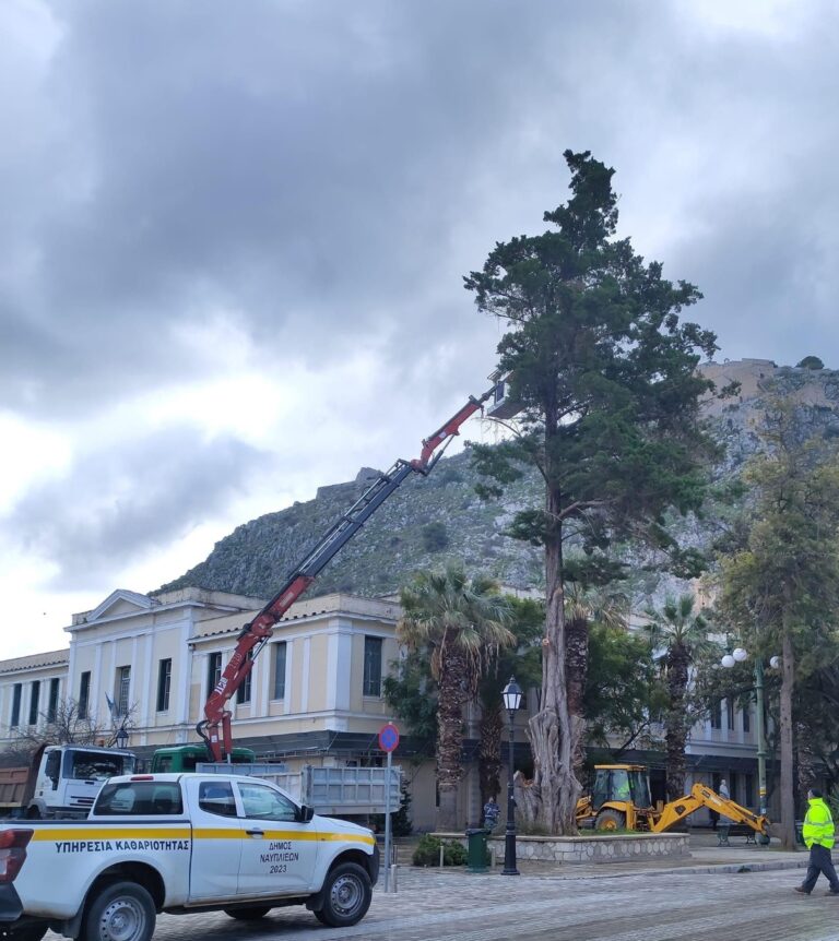 Ο μοναδικός Κέδρος της Αργολίδας κινδυνεύει με θάνατο