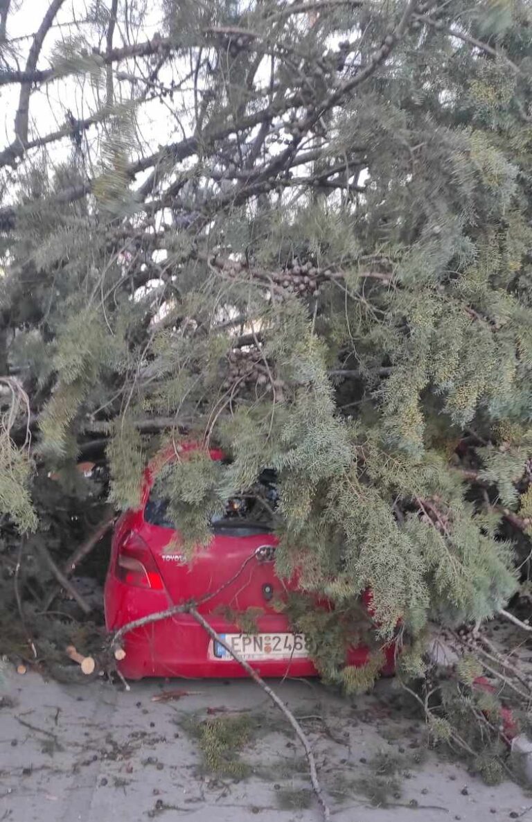 Σέρρες: Δέντρο καταπλάκωσε αυτοκίνητο στη Μακεδονομάχων
