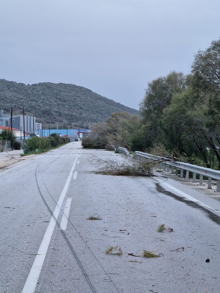 Λέσβος: Μικροπροβλήματα από την κακοκαιρία – Πτώσεις δέντρων από τους θυελλώδεις νοτιάδες