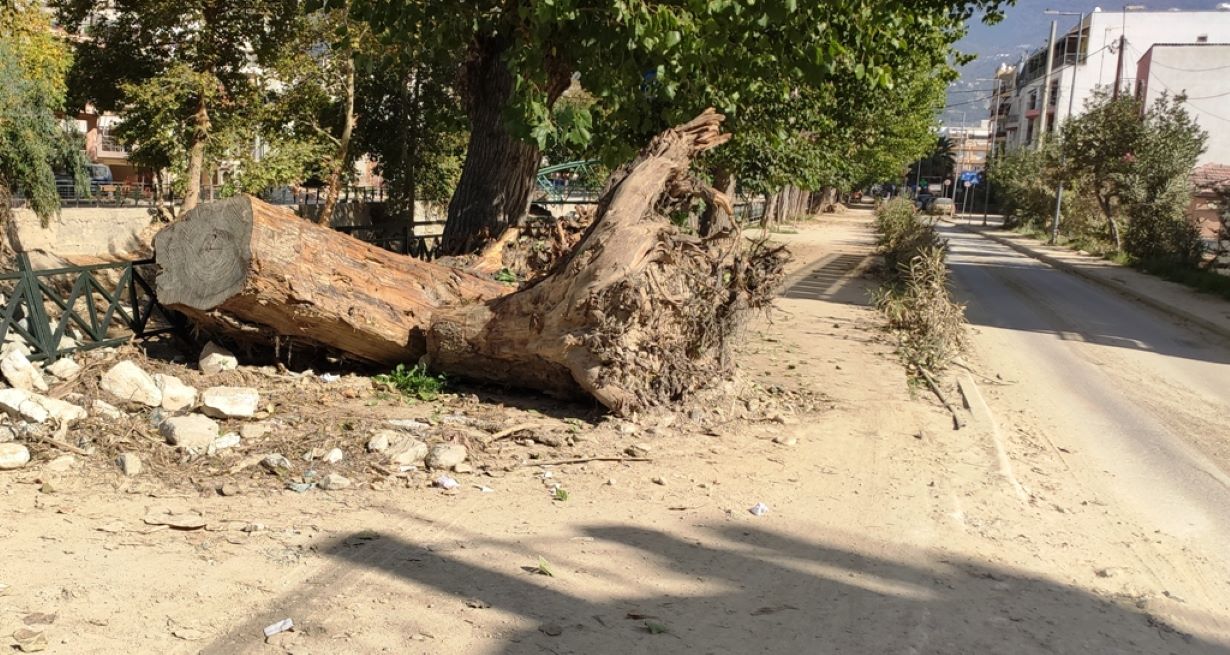 Βόλος: Προκαταρκτική έρευνα για την κοπή δένδρων στον Κραυσίδωνα