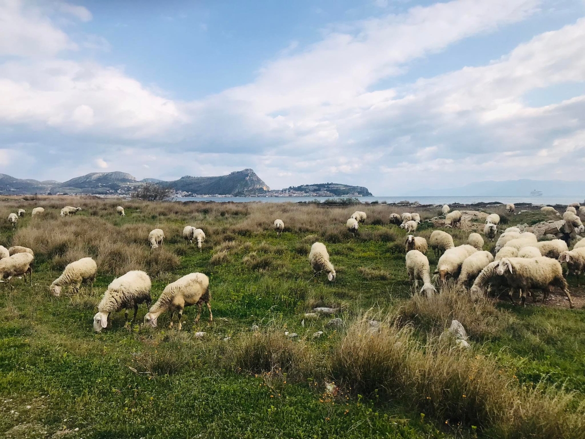 Προτάσεις για μέτρα διάσωσης και ανάδειξης του υγροτόπου από τους Φίλους του Υγροτόπου Ναυπλίου και Νέας Κίου