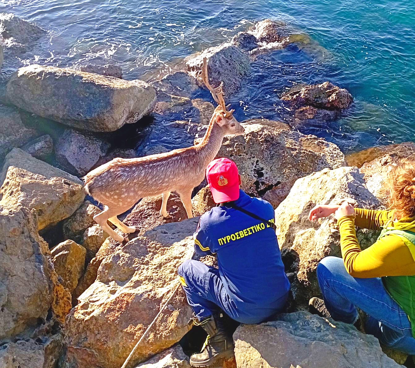 Καλαμάτα: Η πυροσβεστική διέσωσε εγκλωβισμένο ελάφι από τα βράχια της μαρίνας