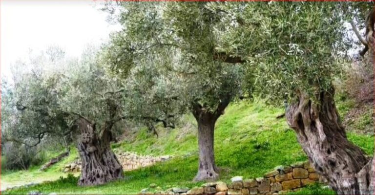 Κινδυνεύουν να χαθούν ποικιλίες ελιάς από τις πυρκαγιές στον Έβρο