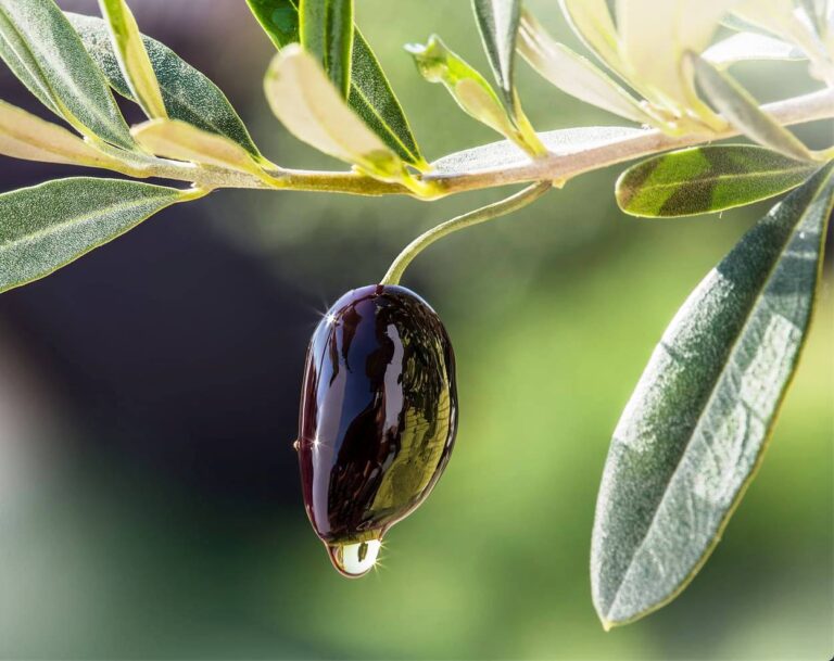 Νέα δεδομένα για το Λεσβιακό ελαιόλαδο και τη χρήση του ως superfood