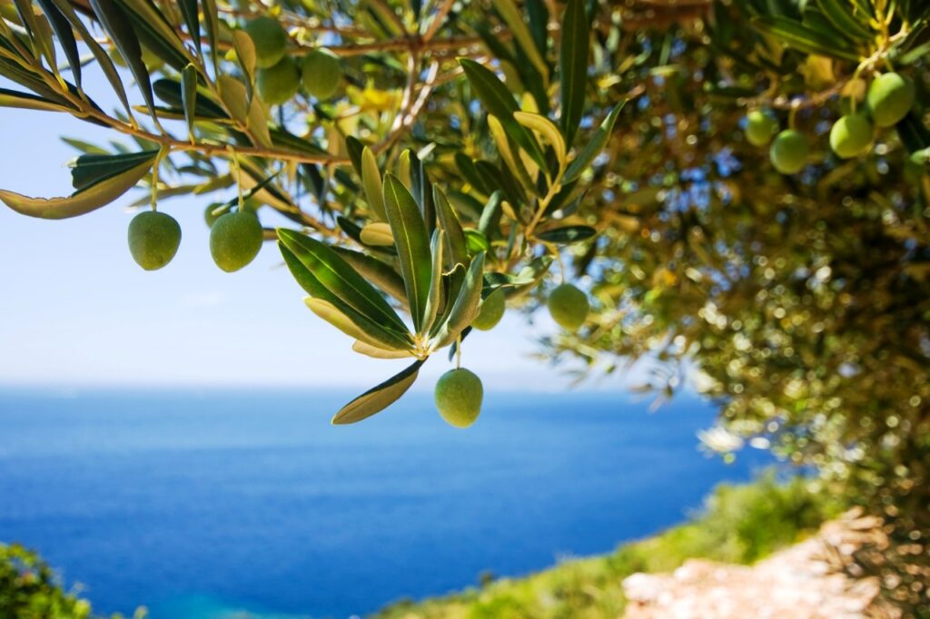 Ελαιοτριβείο των Σερρών βραβεύτηκε στην Κρήτη για την ποιότητά του λαδιού του