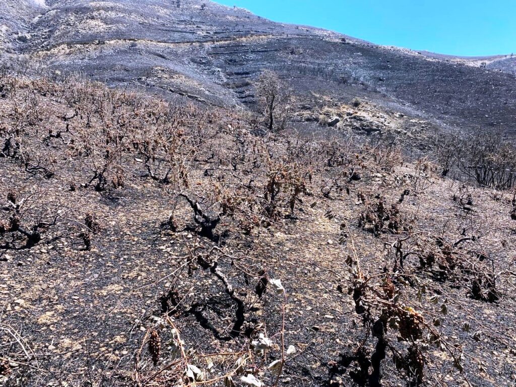 Αμπελώνες στο Ρέθυμνο επιστρέφουν στην βιολογική καλλιέργεια