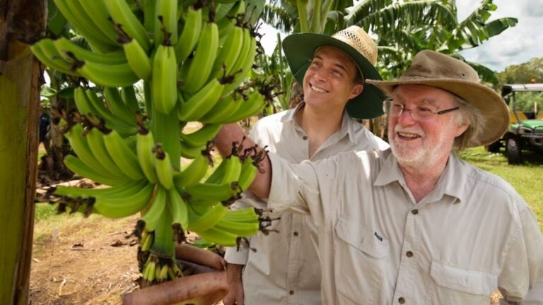 Αυστραλία: Εγκρίθηκε γενετικά τροποποιημένη μπανάνα, ανθεκτική στη νόσο του Παναμά