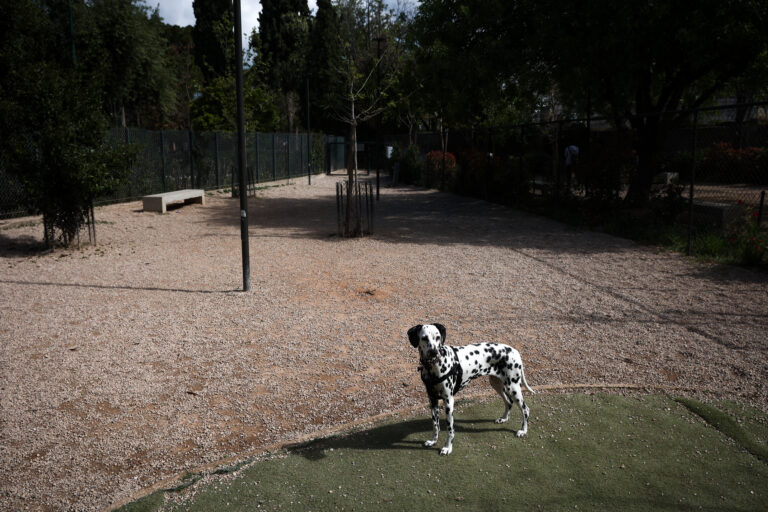 Θεσσαλονίκη: Πρόστιμο πάνω από 60.000 ευρώ σε γυναίκα που είχε 54 σκυλιά στην οικία της και σε παρακείμενο χώρο