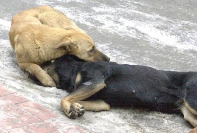 Άρτα: Παρέμβαση εισαγγελέα για τη μαζική θανάτωση αδέσποτων σκύλων