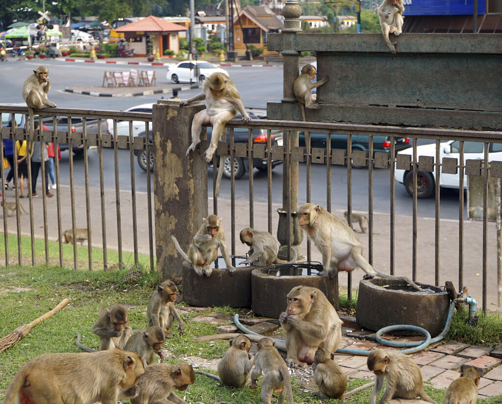 Επιδρομή μακάκων στην Ταϊλάνδη: 3.500 μαϊμούδες «έδιωξαν» τους κατοίκους της πόλης Λοπμπούρι (video)