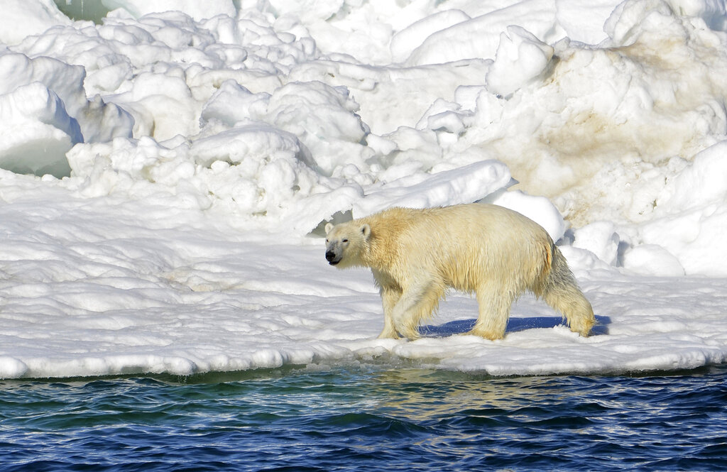 Alaska Fatal Polar Bear Attack