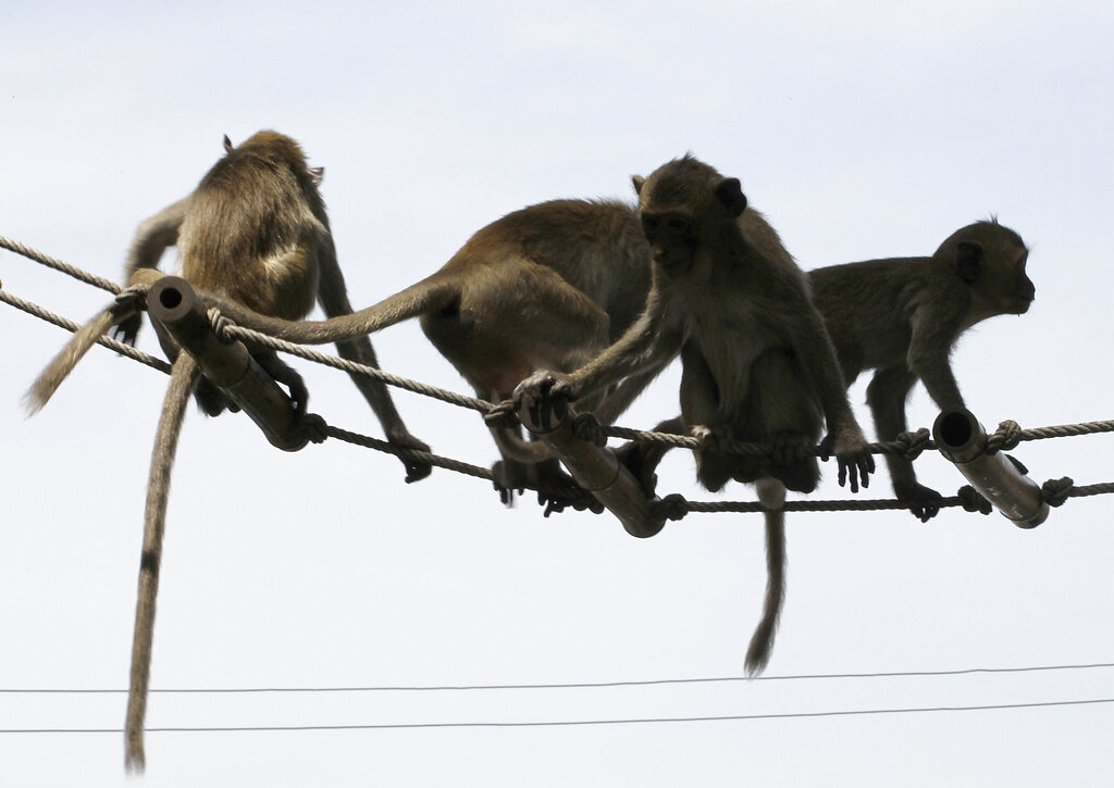 Επιδρομή μακάκων στην Ταϊλάνδη: 3.500 μαϊμούδες «έδιωξαν» τους κατοίκους της πόλης Λοπμπούρι (video)
