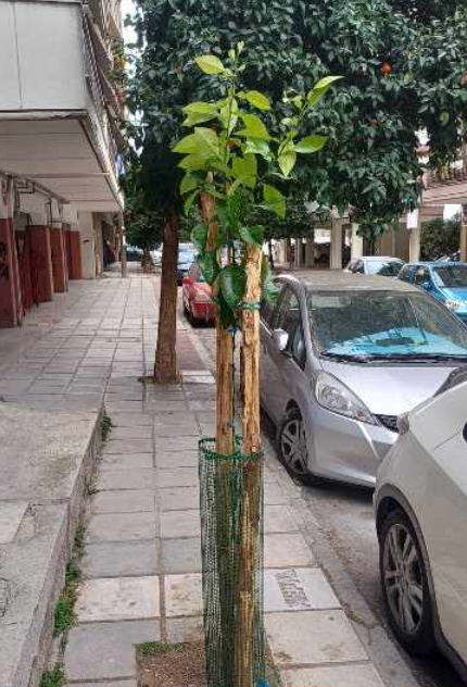 Χίλια νέα δέντρα φυτεύτηκαν μέσα σε πέντε εβδομάδες στον δήμο Θεσσαλονίκης