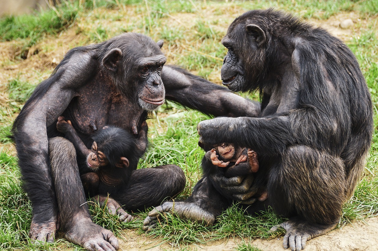 Οι πίθηκοι πειράζουν ο ένας τον άλλον όπως και οι άνθρωποι, υποστηρίζει νέα μελέτη