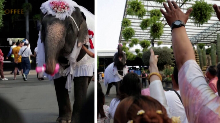 Βίντεο: Ελέφαντας πετάει την ανθοδέσμη σε ομαδικό γάμο στην Ταϊλάνδη για τον Άγιο Βαλεντίνο