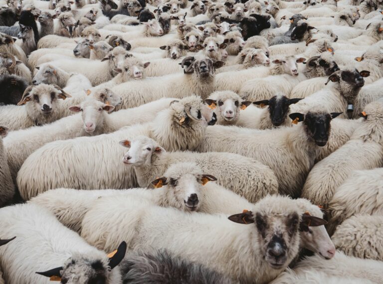 Αυστραλία: Τέλος η ταλαιπωρία για χιλιάδες πρόβατα και βοοειδή που βρίσκονταν εγκλωβισμένα σε πλοίο