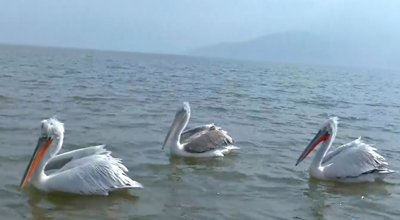 Φωτογραφικός παράδεισος η λίμνη Κερκίνη – Την επισκέπτονται φωτογράφοι απ’ όλο τον κόσμο