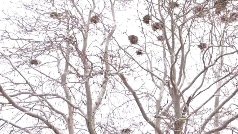 Κινδυνεύουν τα άρρωστα πλατάνια του Αλιάκμονα κοντά στο Ρύμνιο