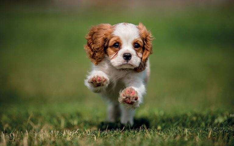 Discover Dogs 2024: Η μεγάλη γιορτή για τους φίλους του σκύλου επιστρέφει το Σαββατοκύριακο  στη ΔΕΘ