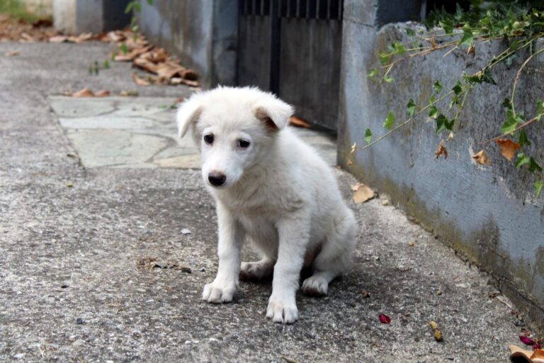 Θεσσαλονίκη: Πρόγραμμα δωρεάν ασφάλισης υιοθετημένων αδέσποτων ζώων από τον Δήμο