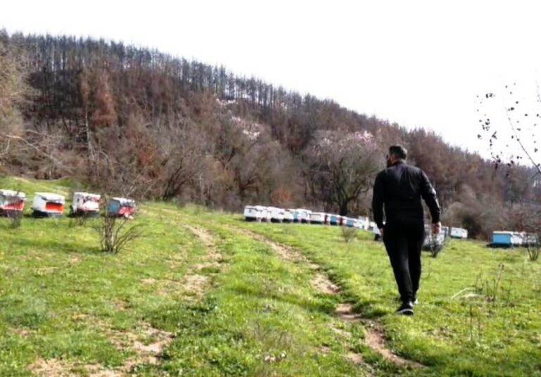 Μέλι με φύλλα… 24αρων καρατίων 
