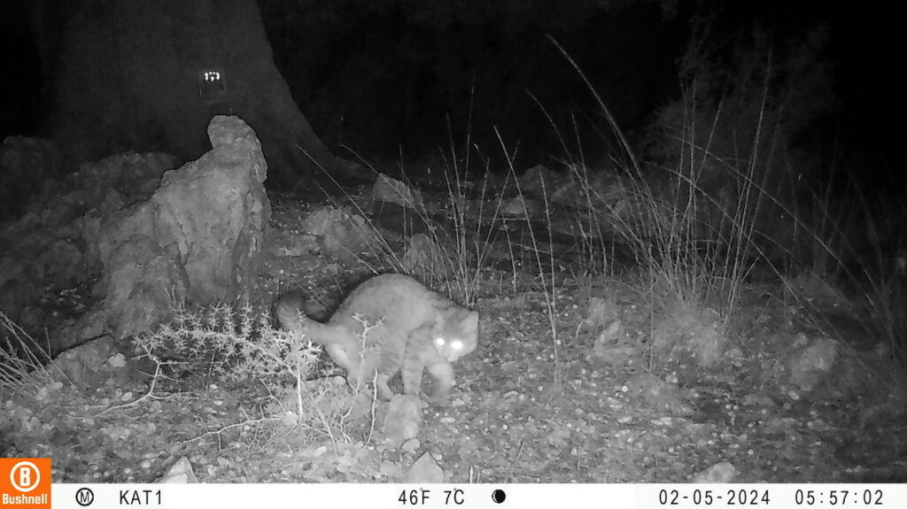 Αγριόγατος Κρήτης: Ικανοποιητική η κατάσταση διατήρησης σύμφωνα με το Μουσείο Φυσικής Ιστορίας