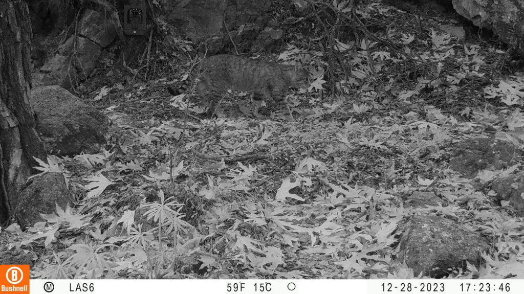 Αγριόγατος Κρήτης: Ικανοποιητική η κατάσταση διατήρησης σύμφωνα με το Μουσείο Φυσικής Ιστορίας