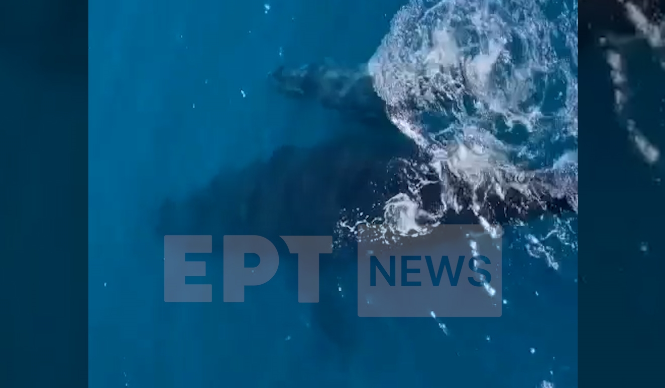 Βίντεο: 34χρονη ελληνίδα καπετάνισσα περιγράφει τη στιγμή που εντόπισε μαμά φάλαινα με το μικρό της να κολυμπούν δίπλα στο πλοίο