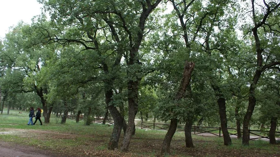 Μήνυση για τις ζημιές στους ξύλινους οικίσκους του δάσους Κουρί κατάθεσαν οι Αντιδήμαρχοι του Δήμου Αλμυρού