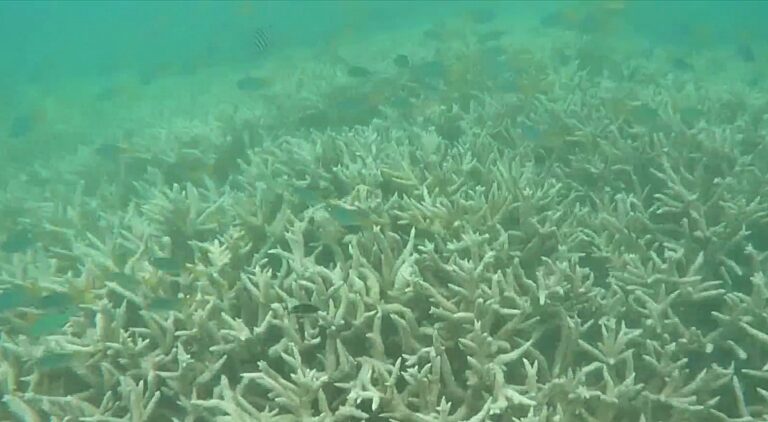 Ένθετο Κόσμος: Στην Αυστραλία, ο Μεγάλος Κοραλλιογενής Ύφαλος εκπέμπει SOS