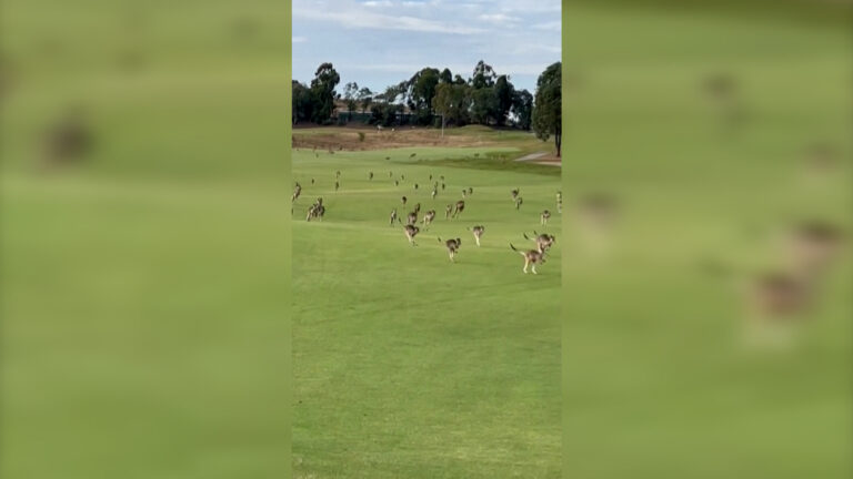 Βίντεο: Εκατοντάδες αφηνιασμένα καγκουρό εισβάλλουν σε γήπεδο γκολφ της Αυστραλίας