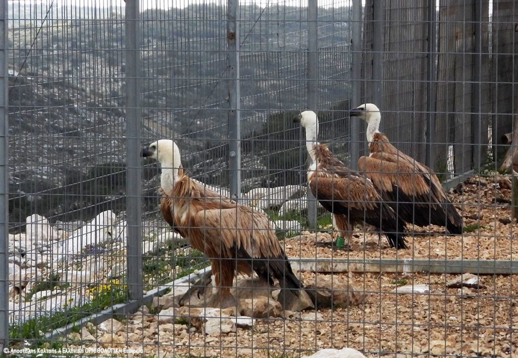 Βοήθεια από την Κρήτη για τους γύπες της ηπειρωτικής Ελλάδας