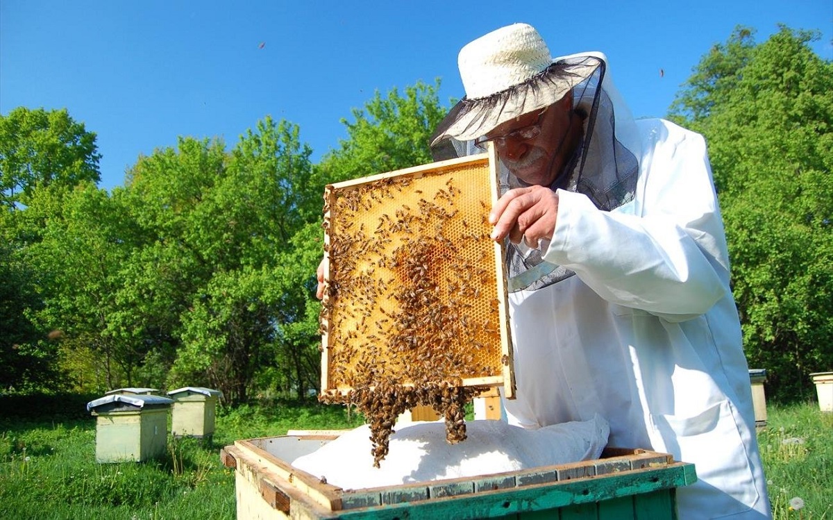 Μέλι: Ηλεκτρονικό μητρώο και ψηφιακή μελισσοκομική ταυτότητα στη μάχη κατά της νοθείας και των «ελληνοποιήσεων»