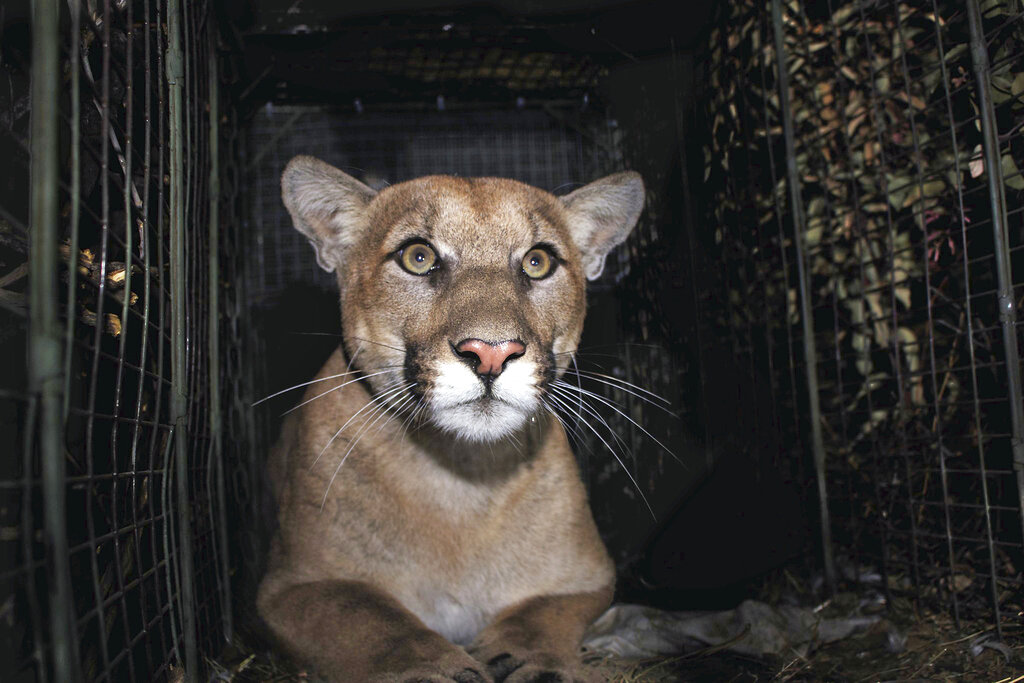 PUMA ATROPELLADO