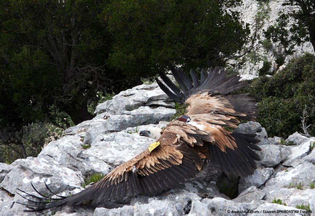 Βοήθεια από την Κρήτη για τους γύπες της ηπειρωτικής Ελλάδας