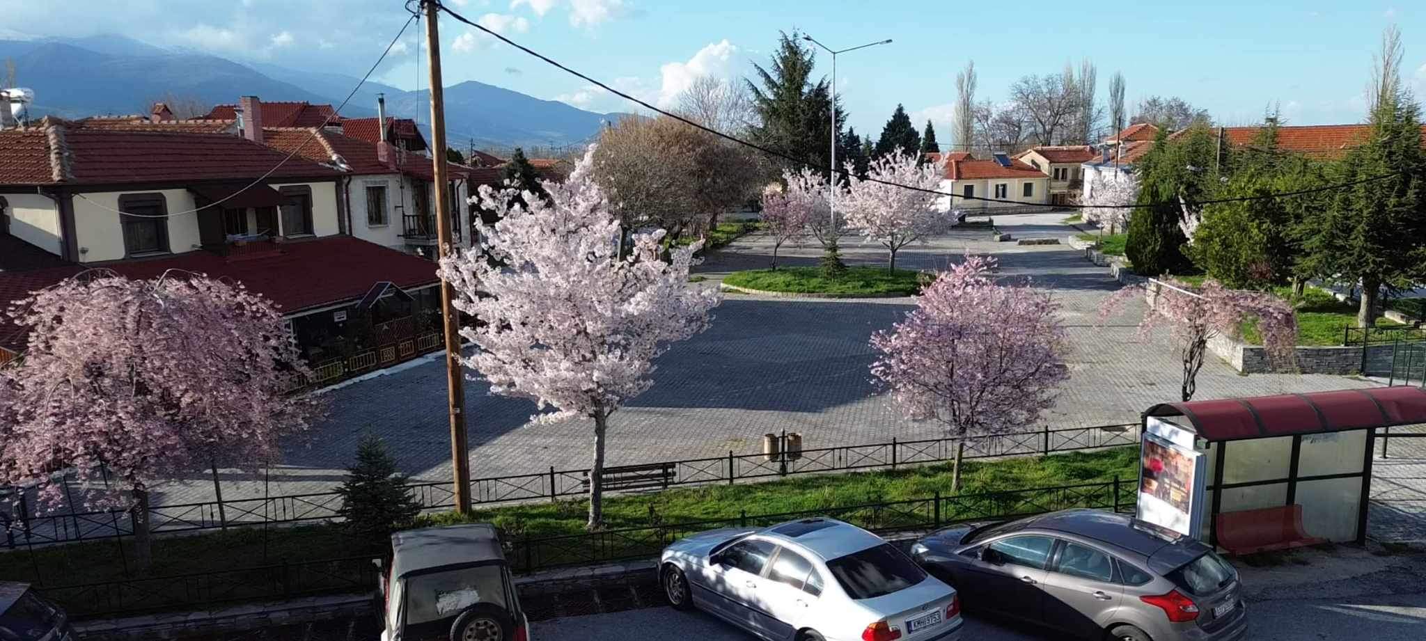 Φλώρινα: Άνθισαν οι Ιαπωνικές κερασιές στις Κ. Κλεινές