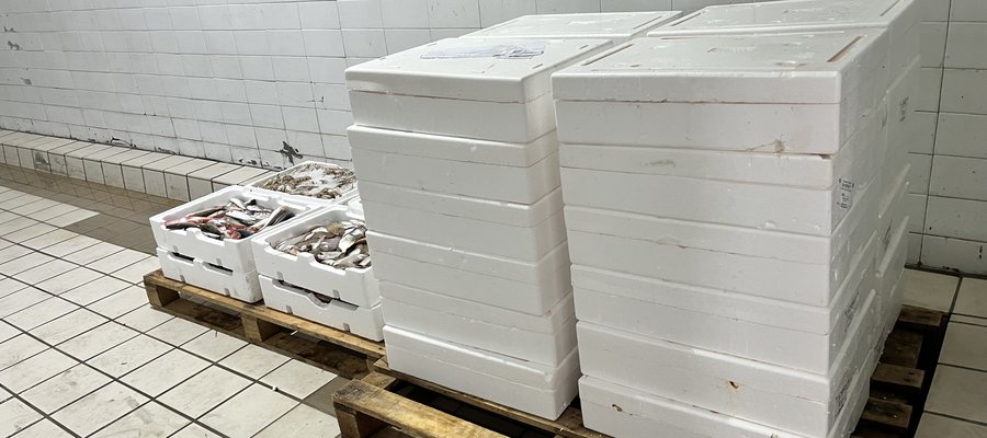 Θεσσαλονίκη: Κατασχέθηκαν 256 κιλά ψάρια και μαλάκια στη Νέα Μηχανιώνα