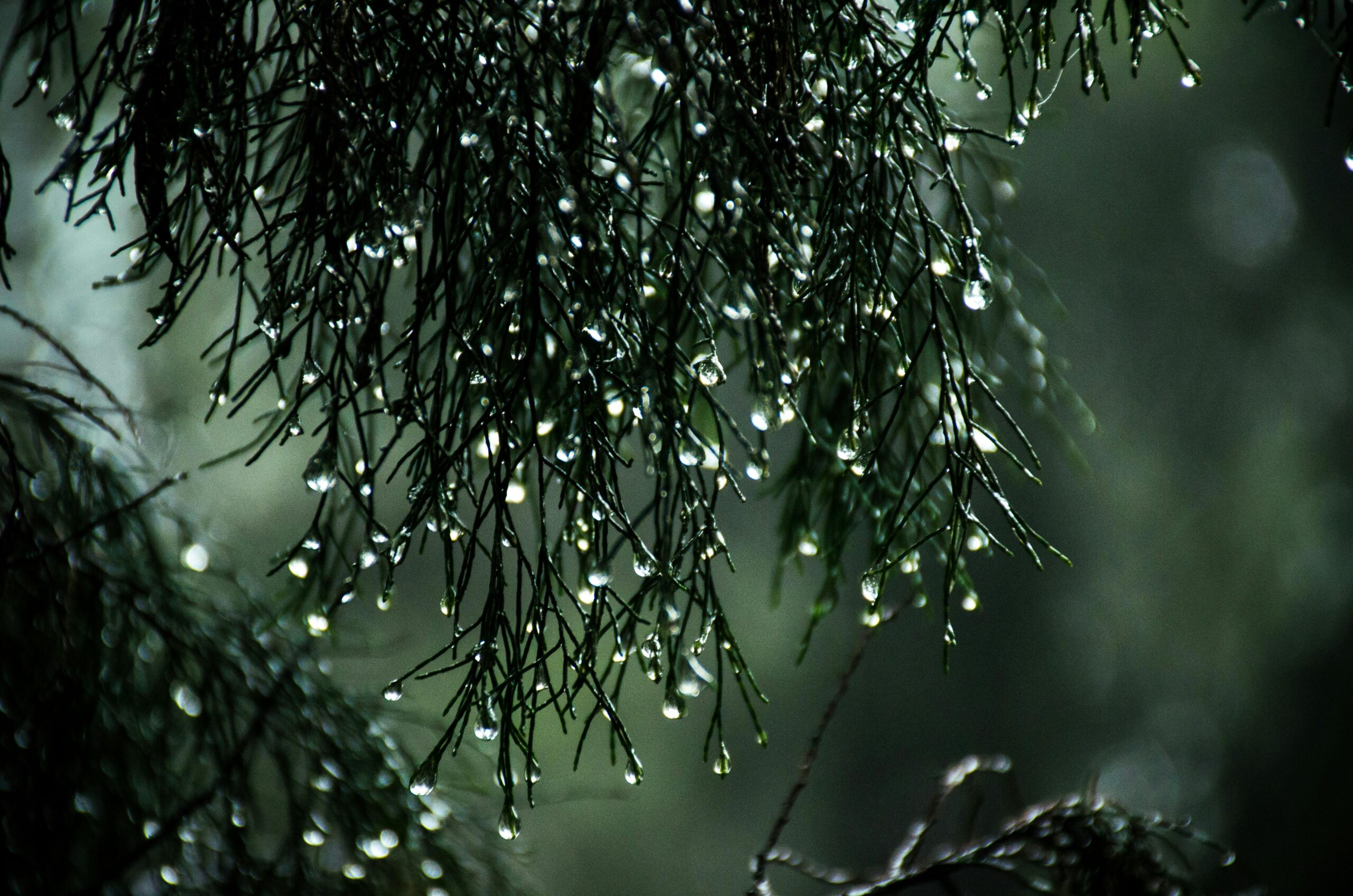 RAIN -pexels-sitthan-kutty-913807