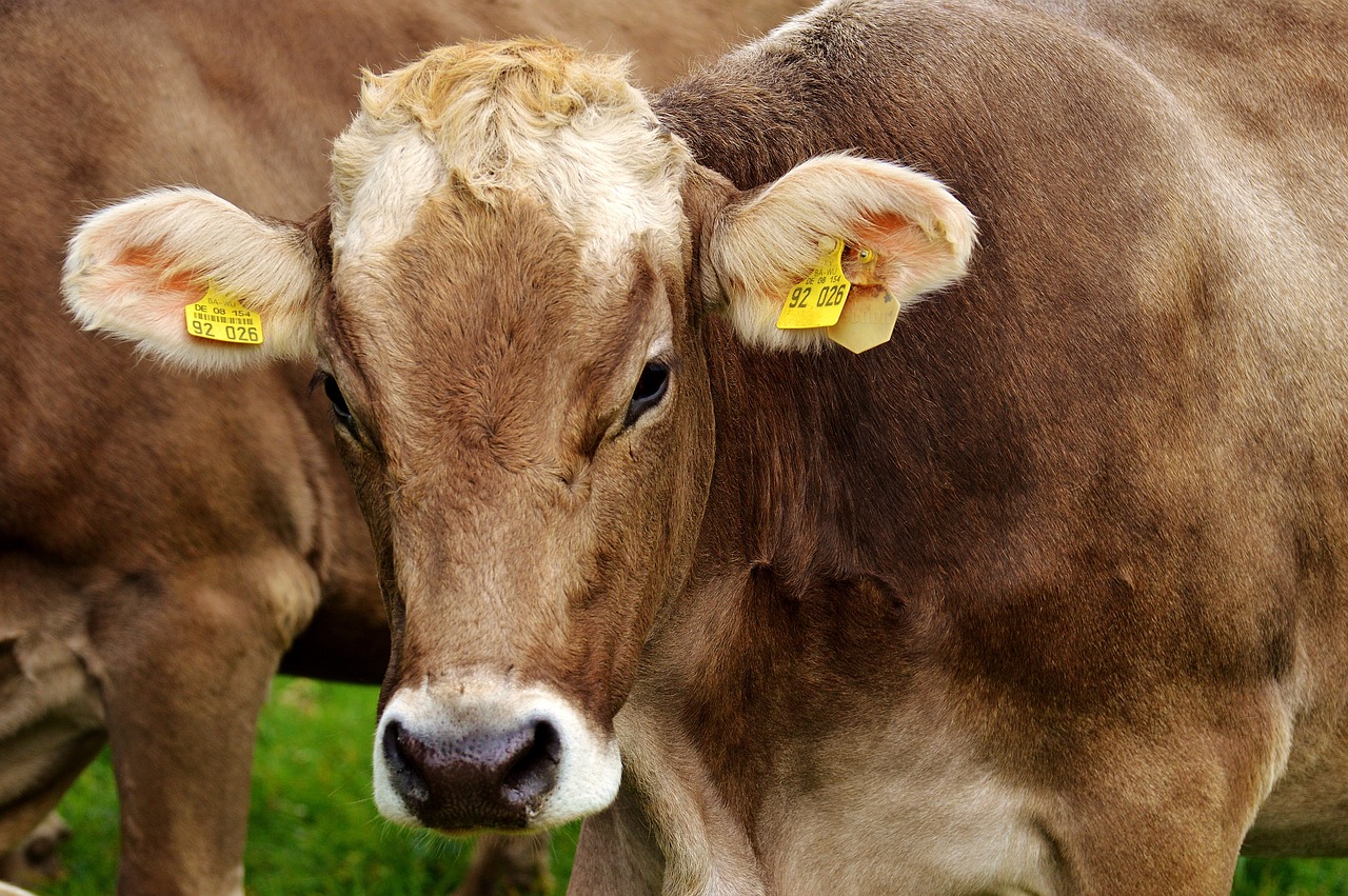 Ερευνητές τροποποίησαν γενετικά αγελάδα ώστε να παράγει γάλα με πρωτεΐνες ινσουλίνης