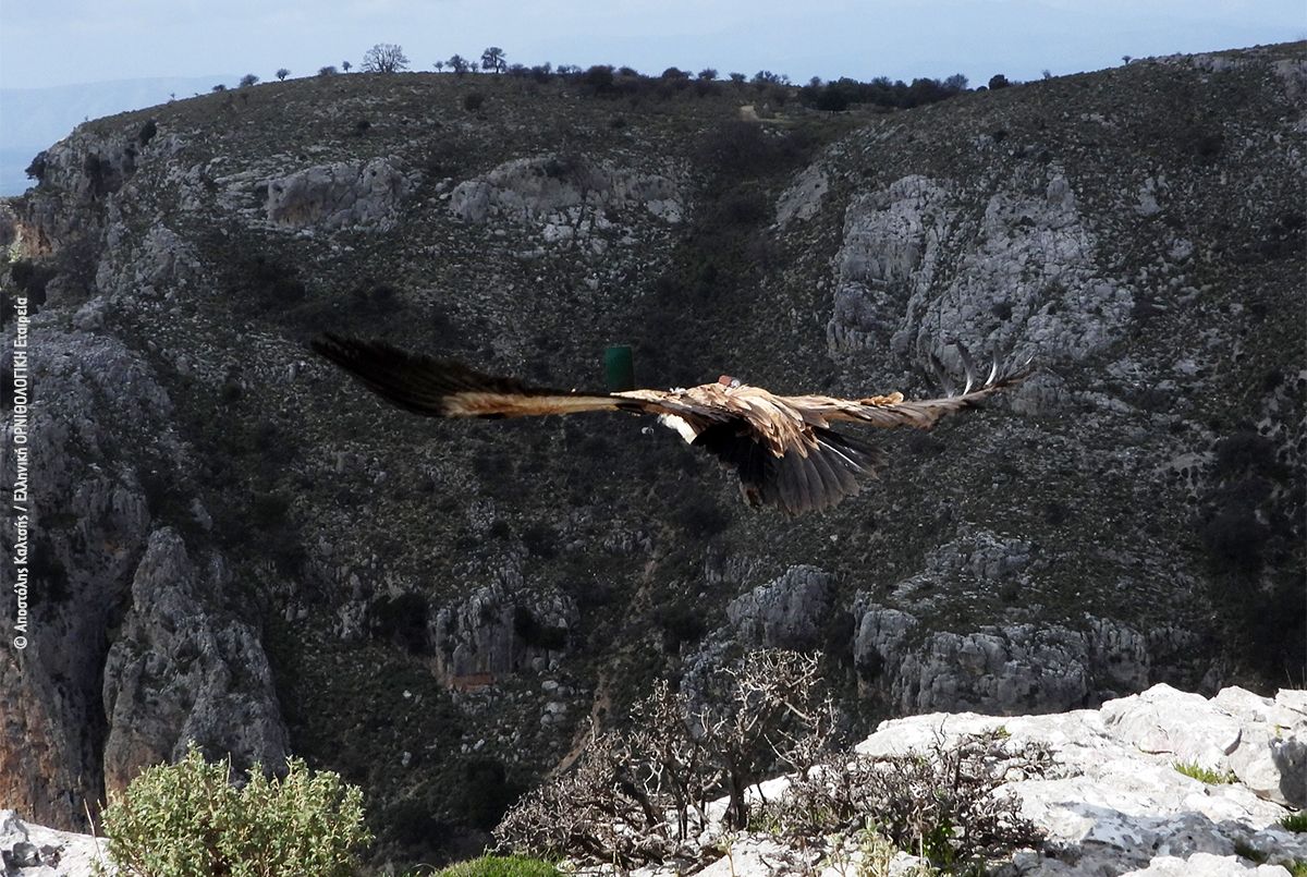 Βοήθεια από την Κρήτη για τους γύπες της ηπειρωτικής Ελλάδας