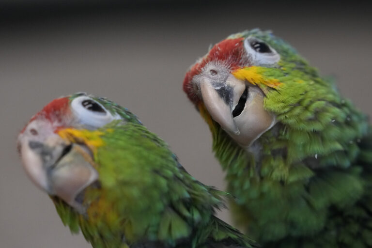 Πέντε νεκροί από την ψιττάκωση στη Ευρώπη – Τι λέει ο ΠΟΥ για τον ιό των παπαγάλων