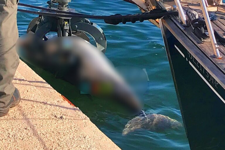 Δελφίνι ξεβράστηκε νεκρό στο λιμάνι της Πρέβεζας