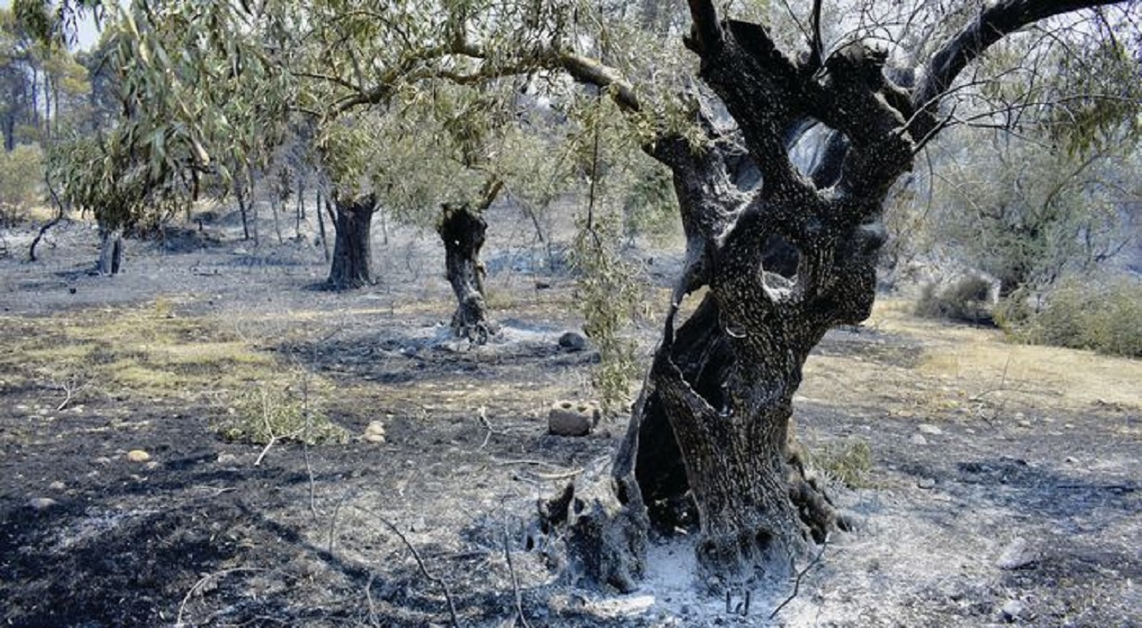 Αγρότες: Εκδόθηκε η ΚΥΑ για την προκαταβολή 50% της κρατικής αρωγής για ζημιές σε φυτικό κεφάλαιο από τις πυρκαγιές του 2023